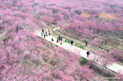 Весна в Китае _