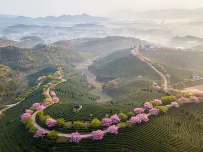 Весна на чайной плантации в Фуцзянь, Китай | Пикабу