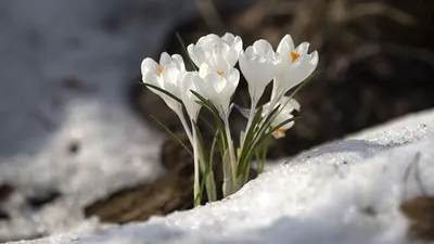 8 марта: весенние открытки-заставки