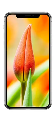 Обои Весенние цветы, космос 1242x2688 iPhone 11 Pro/XS Max Изображение