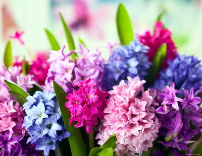 Заставка на рабочий стол Весна цветы - 40 фото