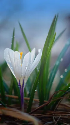 Bilder Vår Berg Blommor krokussläktet 1080x1920