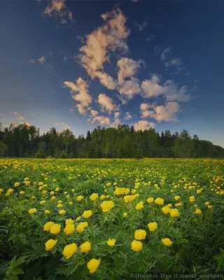 ВЕСЕННИЙ ПЕЙЗАЖ