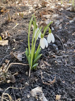 Весенние цветы в корзинке - заказать доставку цветов в Москве от Leto  Flowers