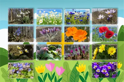 File:Весенние цветы в саду.jpg - Wikimedia Commons