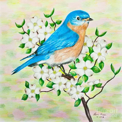 Раскраска Весенняя птица | Раскраски для детей печать онлайн