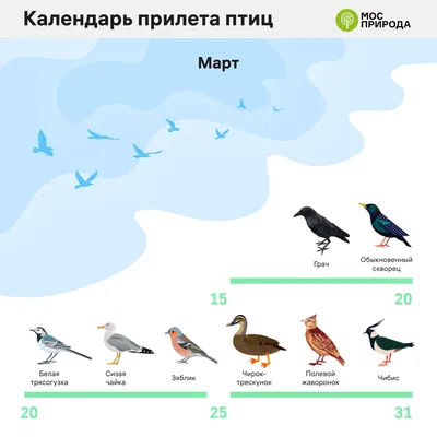 птиц PNG рисунок, картинки и пнг прозрачный для бесплатной загрузки |  Pngtree