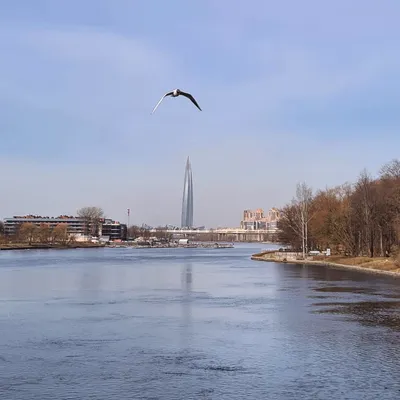 Весенние птицы у Лахта Центра и не только | Лахта Центр | Дзен