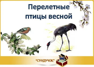 Весенние голоса дроздов (5 видов) | Документальные фильмы о птицах | Дзен