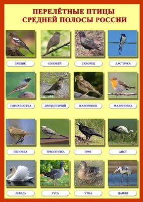 Перелетные птицы татарстана - 32 фото: смотреть онлайн