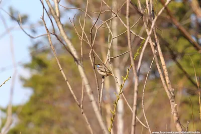 Весенние птицы в Красноярске