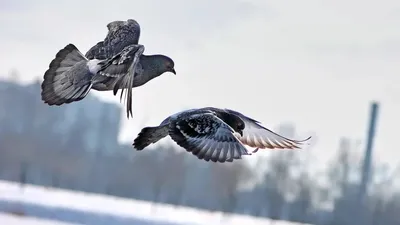 Весна 2 часть" Шаблоны для поделок в сад, в школу, на тему весна. Простые  весенние поделки своими руками в сад из бумаги. - Мой знайка