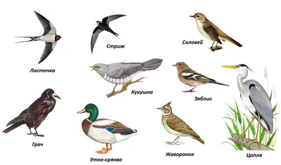 Перелетные птицы: список, названия, описание, виды, характеристика, фото и  видео - Научно-популярный журнал: «Как и Почему»