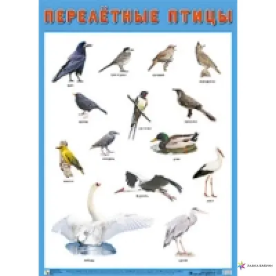 Весенние птицы, цветочный домик, флаг, Кардиналы, забор, цветы, Нуты,  наружный фотографический баннер для улицы, дома, двора, украшение для дома  | AliExpress