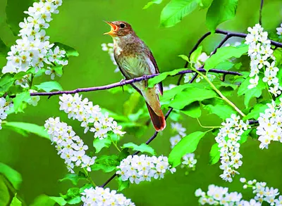 Весенние птицы из Царицыно