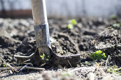 Что не нужно делать в саду весной – 10 самых бесполезных весенних работ | В  саду (Огород.ru)