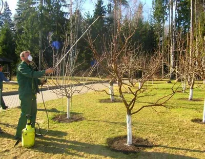 Весенние работы в саду: с чего начать | 