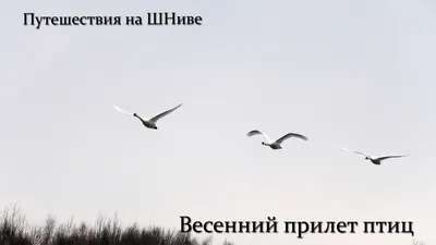 Весенние напевы / В весеннее время в парке или в лесу можно услышать  красивые трели маленькой птицы с ярким оперением и звонким голосом Так поет  зяблик Русское слово «зяблик» тесно связано со