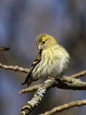 Весенние птицы из Царицыно