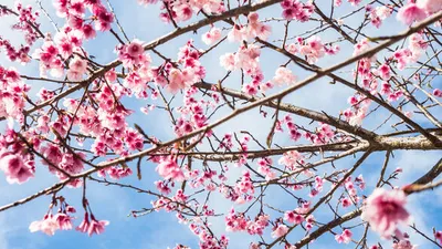 Обои Цветы Сакура, вишня, обои для рабочего стола, фотографии цветы,  сакура, вишня, розовые, природа, pink, flowers, nature, весна, photo, парк,  park Обои для рабочего стола, скачать обои картинки заставки на рабочий  стол.