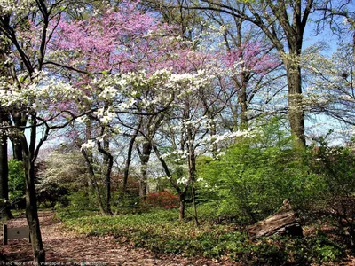 картинки : весна, белый, природа, Закрыть, цветы, растение, Раннее начало,  Большие подснежники, Spring Spring, Макрос, Признаки весны, Fr  hlingsanfang, Весенние колокольчики, Весенний цветок 5271x3508 - - 1368788  - красивые картинки - PxHere