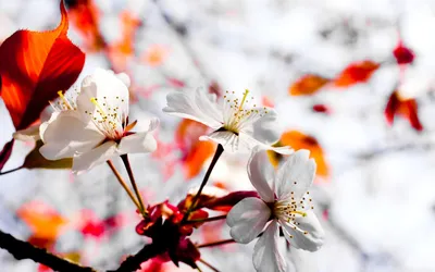 Весна картинки, весенние обои на рабочий стол, скачать красивые фото  заставки широкоформатные бесплатно