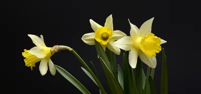 Daffodils and tea. Нарциссы и чай. | Нарциссы, Весенние цветы, Цветы