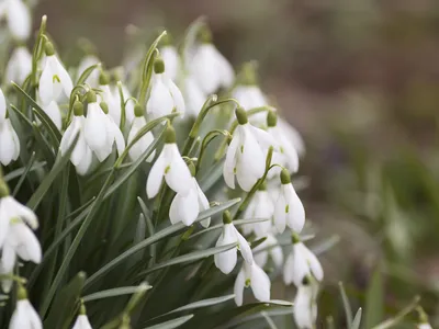 История про подснежник – блог Leto Flowers