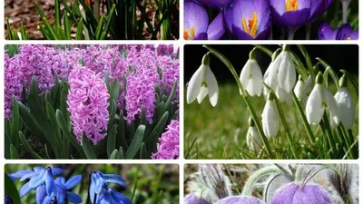 Подснежники - первые весенние цветы фото и картинки