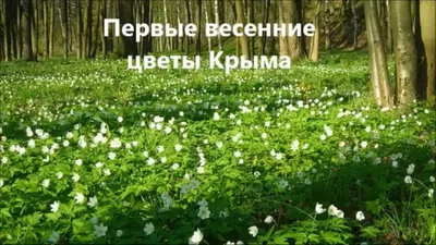 Угадайте весенние цветы по картинкам!