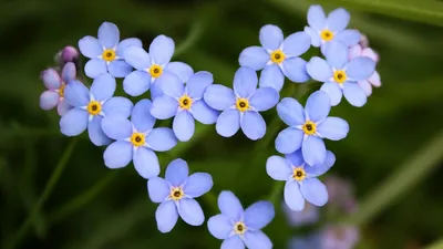 Садовые первоцветы: фото с названиями и описаниями, как выбрать и посадить  растения, цветущие ранней весной | Houzz Россия