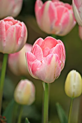 Весенние цветы тюльпаны картинки