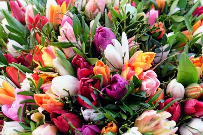 Весенние тюльпаны - купить в Самаре с доставкой
