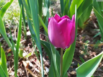 Букет из фиолетовых и желтых тюльпанов | Весенние цветы | GintarėsGėlės