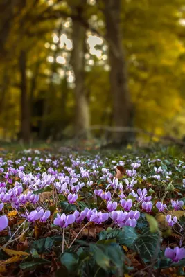Какие цветы можно встретить в весеннем лесу? | Растения | ШколаЖизни.ру
