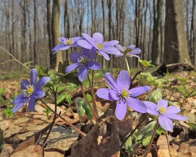 первые весенние цветы растут в лесу Фото Фон И картинка для бесплатной  загрузки - Pngtree