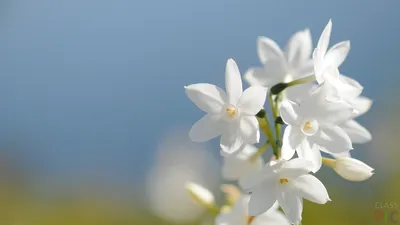 Весенние цветы в вазе - заказать доставку цветов в Москве от Leto Flowers