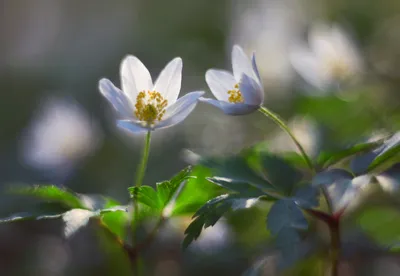 Весенние цветы в вазе - заказать доставку цветов в Москве от Leto Flowers