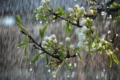 Обсуждение на LiveInternet - Российский Сервис Онлайн-Дневников | Spring  rain, Rain wallpapers, China rain