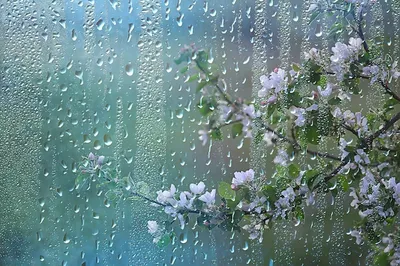 Весенние цветы капли дождя, аннотация размытый фон цветы свежий дождь |  Премиум Фото