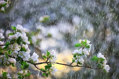 Фотообои "Весенний дождь" - Арт. 150650 | Купить в интернет-магазине Уютная  стена