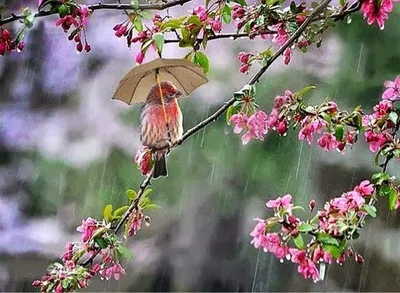 Весенний дождь. Фотограф Дарья Яковенко