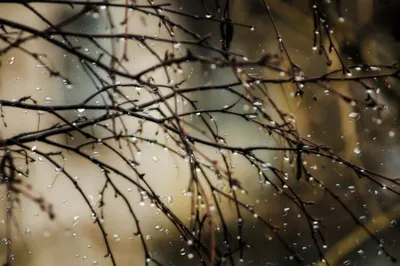 Стихотворение В.Я. Брюсов "Весенний дождь" (Стихи Русских Поэтов) Аудио  Стихи Слушать Онлайн - YouTube