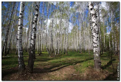 Весенний день, весенняя река, весенний лес