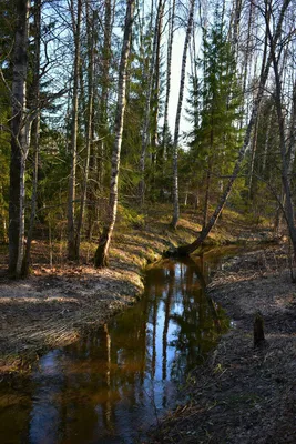 Весенний лес