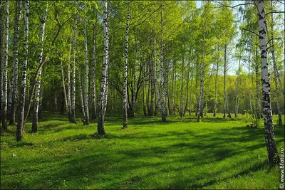 Картина Весенний лес. Размеры: 40x30, Год: 2020, Цена: 10000 рублей  Художник Епифанцева Елена Владимировна