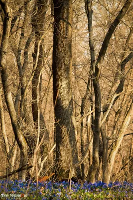 File:Весенний лес на Невской губе.jpg - Wikimedia Commons
