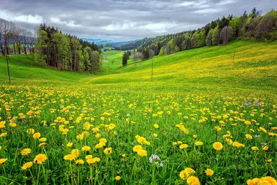 Файл:Весенний луг в Загорье.jpg — Википедия