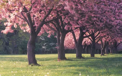 Весенний Сад Цветущее Дерево Белые - Бесплатное фото на Pixabay - Pixabay
