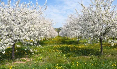Пазл весенний сад - разгадать онлайн из раздела "Картины" бесплатно